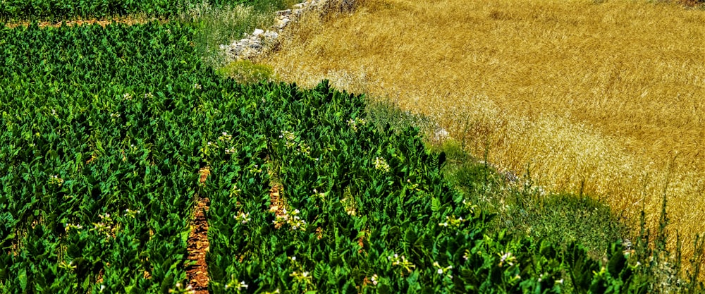 Trator agrícola trabalhando em lavoura ao entardecer